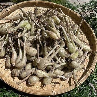 パリポリ食感がクセになる！泥付き生らっきょう～１Kg 500gパック×2個セット 野菜/その他野菜通販