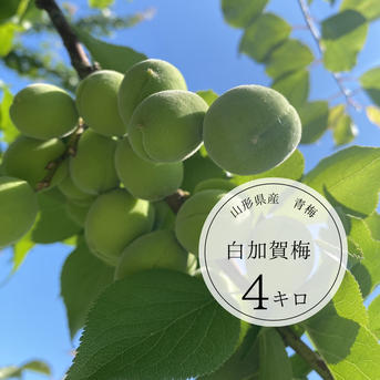旬祭限定】山形県産青梅 白加賀梅たっぷり4キロ ｜ 果物/青梅 産直