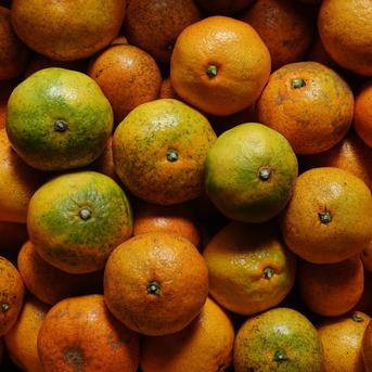 数量限定】訳あり 極早生みかん 3kg『お得な価格で、美味しさそのまま