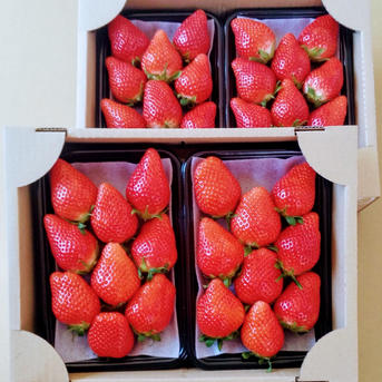 6周年限定】いちご品種 おまかせ食べ比べ 2箱4パック やよいひめ よ