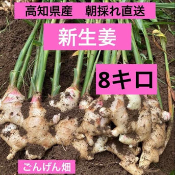 高知県産 朝採れ直送新生姜 8キロ ｜ 野菜/薬味 産直アウル 農家・漁師