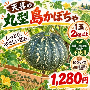 島かぼちゃ 丸型 1玉2kg以上｜農薬・化学肥料・除草剤不使用 ｜ 野菜