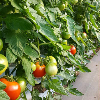 【北海道産】🍅樹上熟3段採り🍅桃太郎トマト 訳あり/ 2kg箱 訳あり2kg 野菜/トマト通販