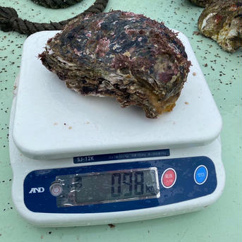 【天然】岩牡蠣　和歌山産　超特大サイズ 超特大サイズ5個 魚介類/牡蠣通販