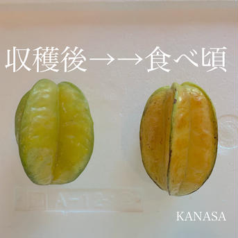 グァバ（白）とスターフルーツセット 2kg 果物/果物セット・詰め合わせ通販