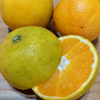 バレンシアオレンジ【小玉】1.8kg 1.8kg(箱込) 果物/オレンジ・その他みかん通販