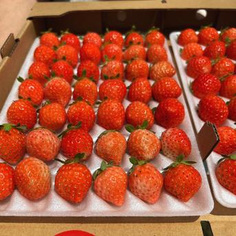 朝採れ当日発送！84粒（42玉2パック）！夏秋いちご　青森県産　すずあかね　苺　夏いちご 42玉2パック 果物/いちご通販
