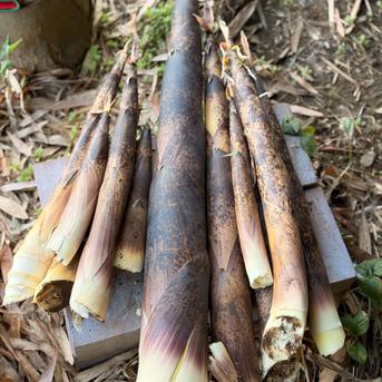 初夏だけの贅沢】エグみがなく・自然栽培で育てた、貴重な「真竹