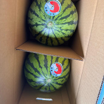 三浦産 高木農園大玉スイカ 3L 2個入り すいか 2玉 果物/スイカ通販