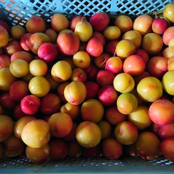 【数が少ないので数量限定】まーくん家のスモモ(´ｰ｀) 箱込み2キロ 箱込み2キロ 果物/すもも・プラム通販