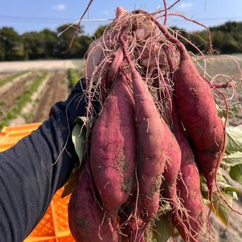 年末感謝セール】1ヶ月熟成紅はるか 土付き5㎏ ｜ 野菜/さつまいも 