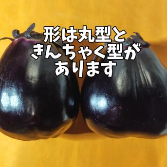 香川の伝統野菜『三豊なす』入り！とろける茄子＆オクラのセット 緑角オクラ400g とろーり旨なす1個　三豊なす1個 野菜/野菜セット・詰め合わせ通販