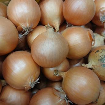 北海道産玉ねぎ9 9キロ 野菜/玉ねぎ通販