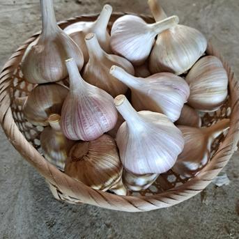 無農薬 にんにく 紫六片 3kg ｜ 野菜/にんにく 産直アウル 農家・漁師