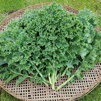 さくま農園「ケール２㎏」 2.0㎏ 野菜/葉物通販
