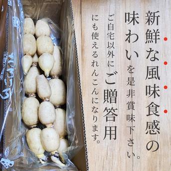 お歳暮】☆霞ヶ浦産 蓮根 ☆朝堀れんこん☆贈答用☆農家直送☆4kg