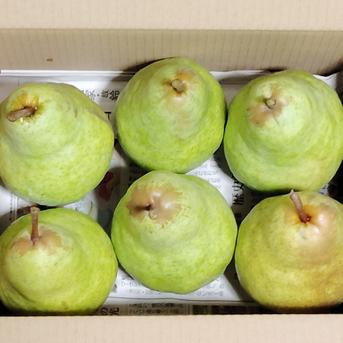 農薬節約栽培】洋梨（バートレット）約1.7kg 1箱6～8玉 早収穫