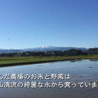 令和7年産 もち米 カグラモチ 餅米 玄米 500g ｜ 米・穀物/もち米 産直