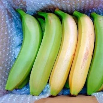 【農薬・化学肥料不使用】幻の品種！グロスミシェル！国産バナナ 特選1.8kg【種子島産バナナ】 1.8kg 果物/バナナ通販