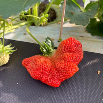 糖度15度オーバー】一万人が虜になった究極の匠の叡智『八女津姫