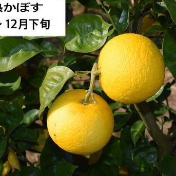 【標準】大分県宇佐市産かぼす10kg（約90～110個）【送料込】 種ありかぼす10kg 果物/香酸柑橘(ライム・レモン等)通販