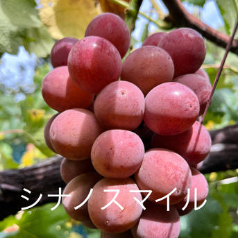 シャインマスカットが入ったおまかせぶどうを食べ比べセット ｜ 果物