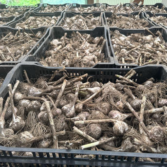 平戸にんにく5kg ｜ 野菜/にんにく 産直アウル 農家・漁師など生産者