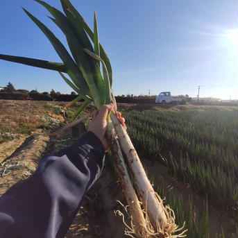【訳あり】泥付き長ネギ 　約４kg   約10〜20本 泥付き長ネギ 　約４kg   約10〜20本 野菜/ねぎ通販
