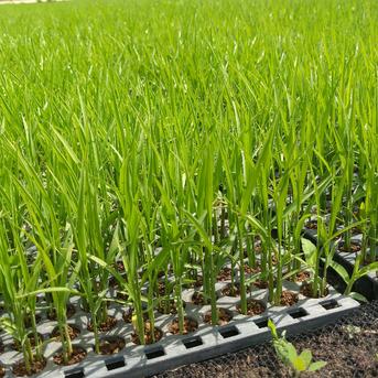 【真空パック】令和５年度産 農薬・化学肥料・除草剤不使用 朝日米(玄米) 10kg 玄米10kg(2kgを５個又は5kgを2個) 米・穀物/玄米通販