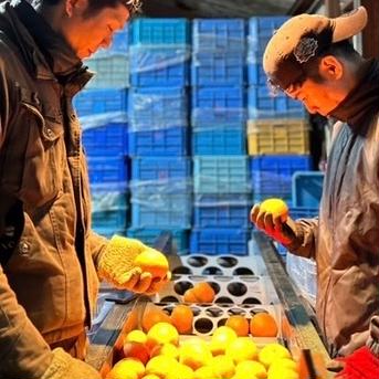完熟不知火（家庭用・5kg） 完熟不知火（約5kg箱込） 果物/その他柑橘類通販