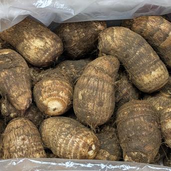 里芋　サトイモ　たわら（俵）芋　種芋　10キロ　8000円　送料無料　希少品種 たわらいも（俵芋） 神奈川が誇る里芋です！ ｜ 野菜/里いも 産直
