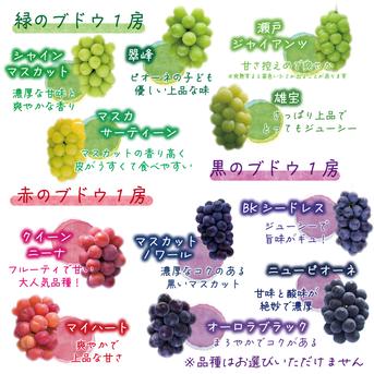 3M-2家 花笑み農園 岡山『ぶどう彩り3種MIX』1.8kg 家庭用【9/13～順次