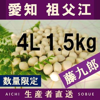 2026年新物！ 愛知県 祖父江産 藤九郎 銀杏 ぎんなん 4L 1.5kg ☆秋の