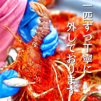 超特大サイズ！伊勢エビ！１匹　　900g前後 １匹　880g～920g 魚介類/エビ通販