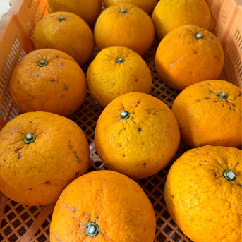 レモン色みかん10キロ箱込（農薬・化学肥料不使用）最後です！ 訳あり傷が多い 木なり完熟甘夏 10キロ 30個前後 農薬化学肥料不使用