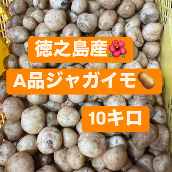 徳之島産ジャガイモ　にしゆたか 10kg 野菜/じゃがいも通販