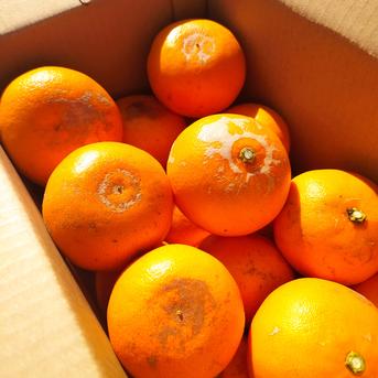 "訳あり"でも鯛！！　香川県観音寺産　せとか　約2ｋｇ 約2ｋｇ 果物/オレンジ・その他みかん通販