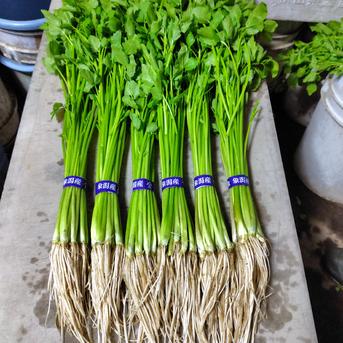 秋田県産のせり 6束 | 野菜/その他野菜 産直アウル 農家から直接野菜