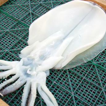 イカの王様】焼き 一夜干し あおりいか 冷凍 80g×2パック 調理済 調理