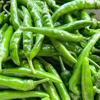 送料込み】収穫当日出荷 青唐辛子 「龍の尾」300g 栽培期間中農薬不