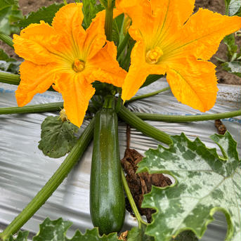 『夏の福袋』今が旬！色々ズッキーニの詰合せ　今なら夏野菜のおまけ付き 1.5kg〜2kg 野菜/ズッキーニ通販