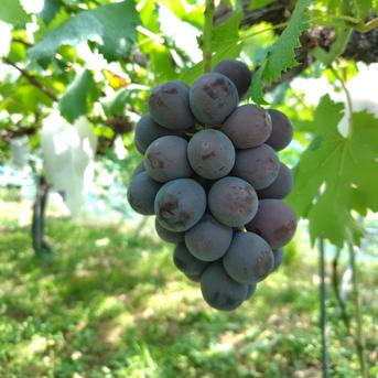 朝採り新鮮！ 種なしピオーネ 約2kg 家庭用 地域限定常温便 ｜ 果物 