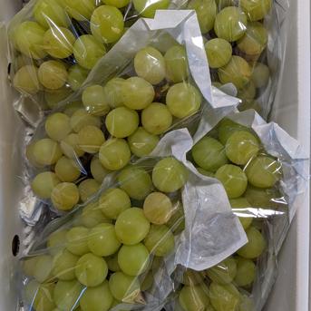 シャインマスカット家庭用 2kg 果物/ぶどう通販