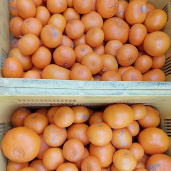 せとか【柑橘の大トロ】小中玉5.5kg(箱込) ｜ 果物/その他柑橘類 産直