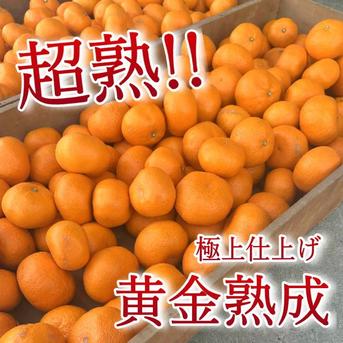 晩生みかんの旨さたっぷり！超熟みかん「熟太郎（じゅくたろう）」 お