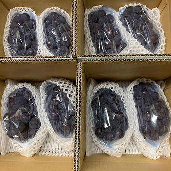 ＜販売停止中＞種無し巨峰2房(約800g以上)本気農場いけだ 2房　約800g以上 果物/ぶどう通販
