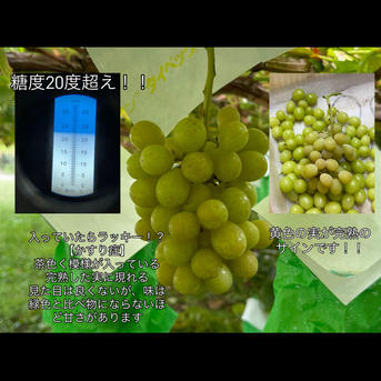 山梨県産【シャインマスカット】粒 ご家庭用(訳あり品) 粒売りパック