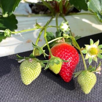 糖度15度オーバー】一万人が虜になった究極の匠の叡智『八女津姫