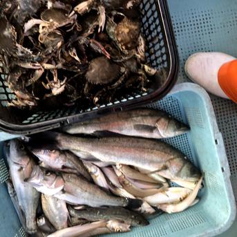 親子で捕まえた八代海の魚達！食べきりお試し鮮魚BOX【１日限定3セット】 1.5キロ以上 魚介類/魚介セット・詰め合わせ通販