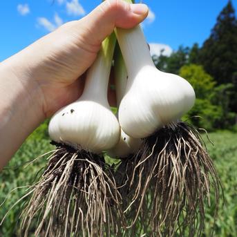 訳あり着色にんにく【ばら2kg】訳ありのため大特価・数量限定 ｜ 野菜